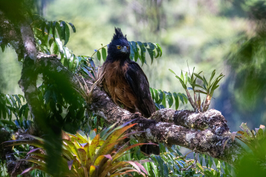 Un águila crestada (Spizaetus isidori)
