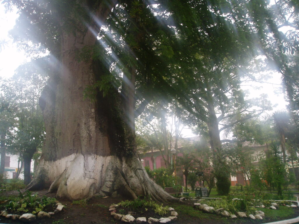 La ceiba del parque principal de Garagoa