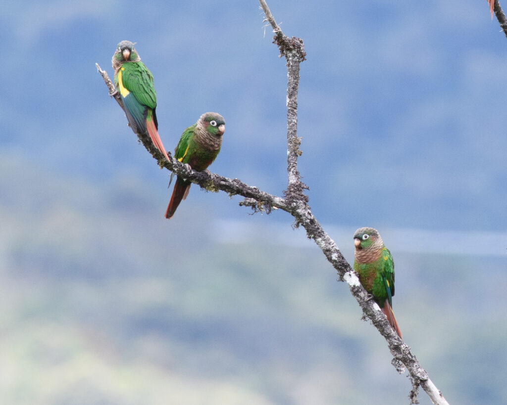 Periquitos aliamarillos (Pyrrhura calliptera)